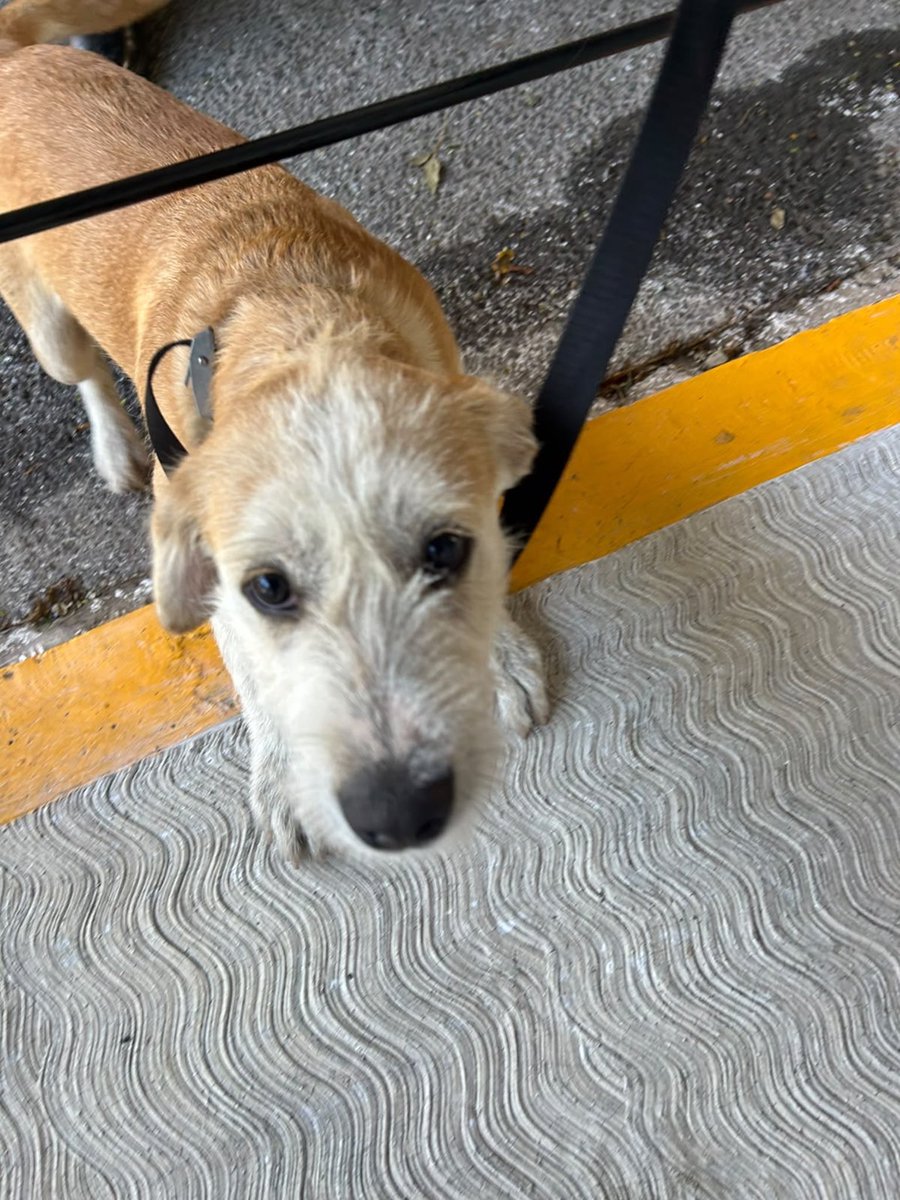 TlalpanVecinos's tweet photo. 🐶 Perrito encontrado en la UIC

Este perrito llegó desde temprano y se encuentra resguardado, ya que porta correa. Por su comportamiento dócil y apariencia joven, se presume que podría haberse extraviado en la zona.

📍 Se encuentra en Puerta 1 de la UIC, a un costado de la gasolinera Leo.

Si lo reconoces o conoces a sus dueños, puedes comunicarte vía WhatsApp al 56 1097 2094.

🙏 Ayúdanos a compartir para encontrar a su familia.