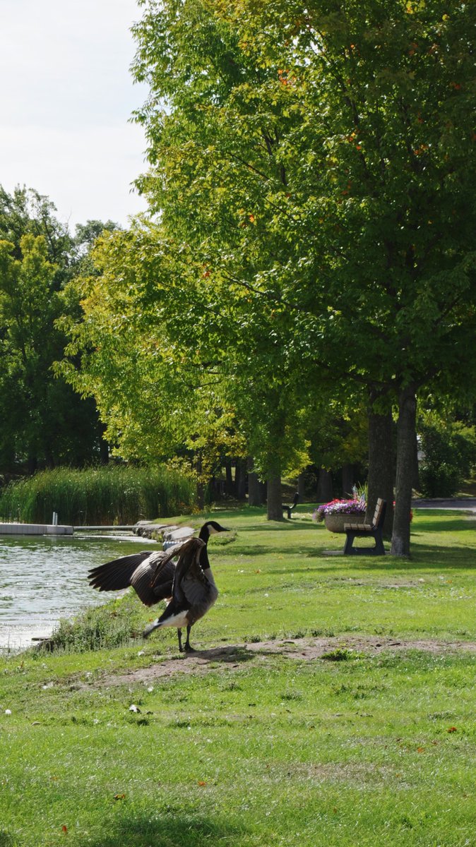 inTECHsity's tweet photo. One reason I think going out and taking photos or videos is magic... Many times I'll be out and these serendipitous moments take place, like the universe thanking you for noticing.

Take this photogenic goose for example. it just came back from a swim in the lake and was drying off in the warm early fall sun.  It stayed for a while as I captured a few different photos.  It may be small, but I am grateful.