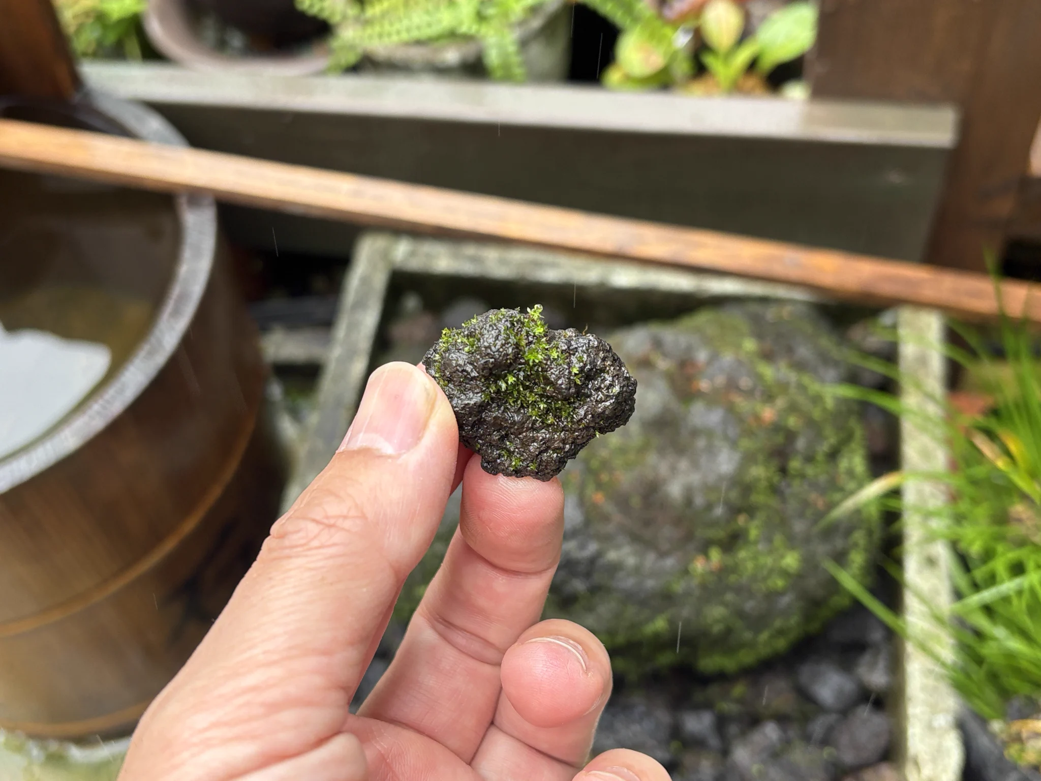 X-এ 苔のむすまでチャレンジ: 