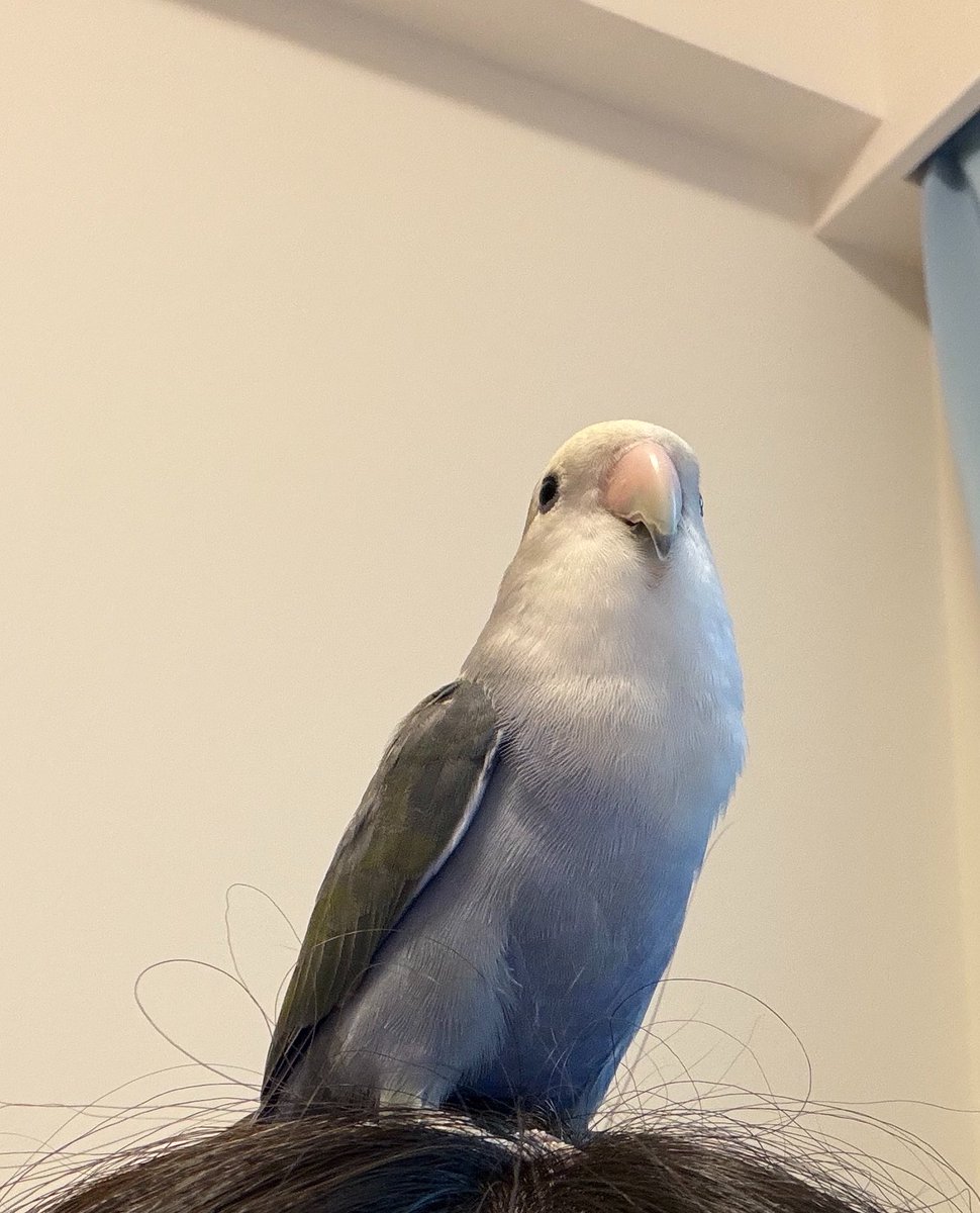 FR_sabu's tweet photo. りーちゃんは今日も凛々しいね

髪の毛を巣にするのは控えていただきたい🦆🥺 https://t.co/KVJIpdq7us