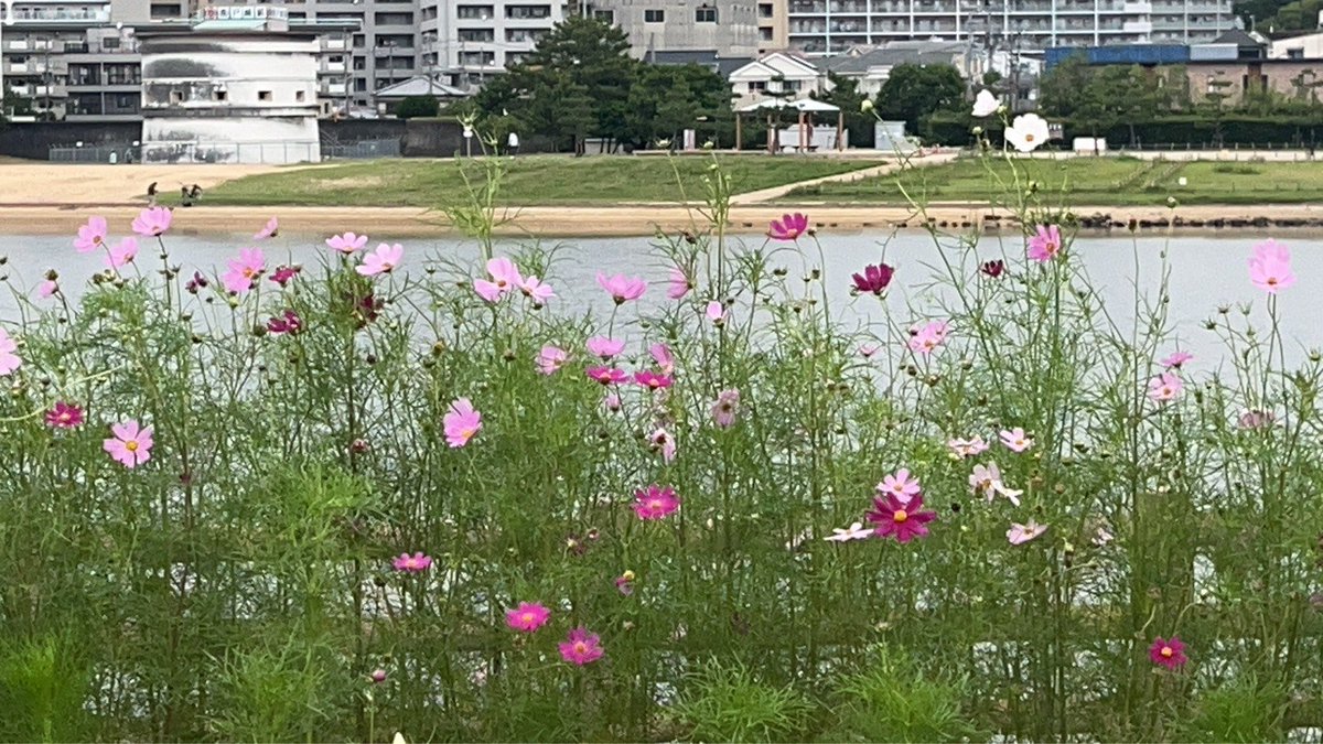 etsuko4555's tweet photo. @369amanoryo 涼さん
おはようございます🎼

雲空の三重県津市
朝の海岸の散策
お疲れさま(｡･_･｡)ﾉ

今日はお仲間と
歌謡ライブ🎤
皆さんに素敵な歌声
届けて下さいね🍀
#天野涼 https://t.co/WrTaB3bQTM