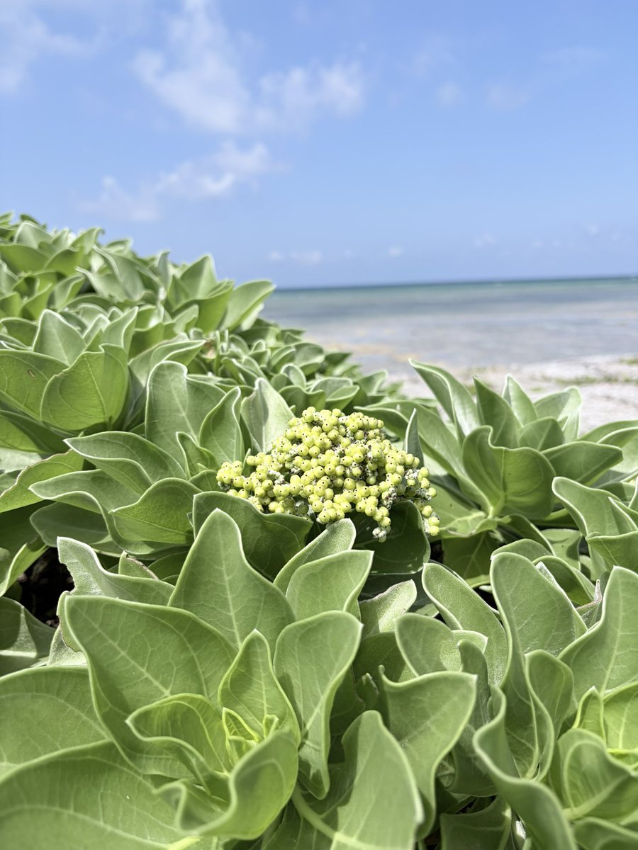 wankono1106's tweet photo. きのうの大好きな海です🏖️
ギリギリ引潮時間前間に合いました🌊
#okinawa #urasoe #西海岸 https://t.co/5XveVJ4IRG