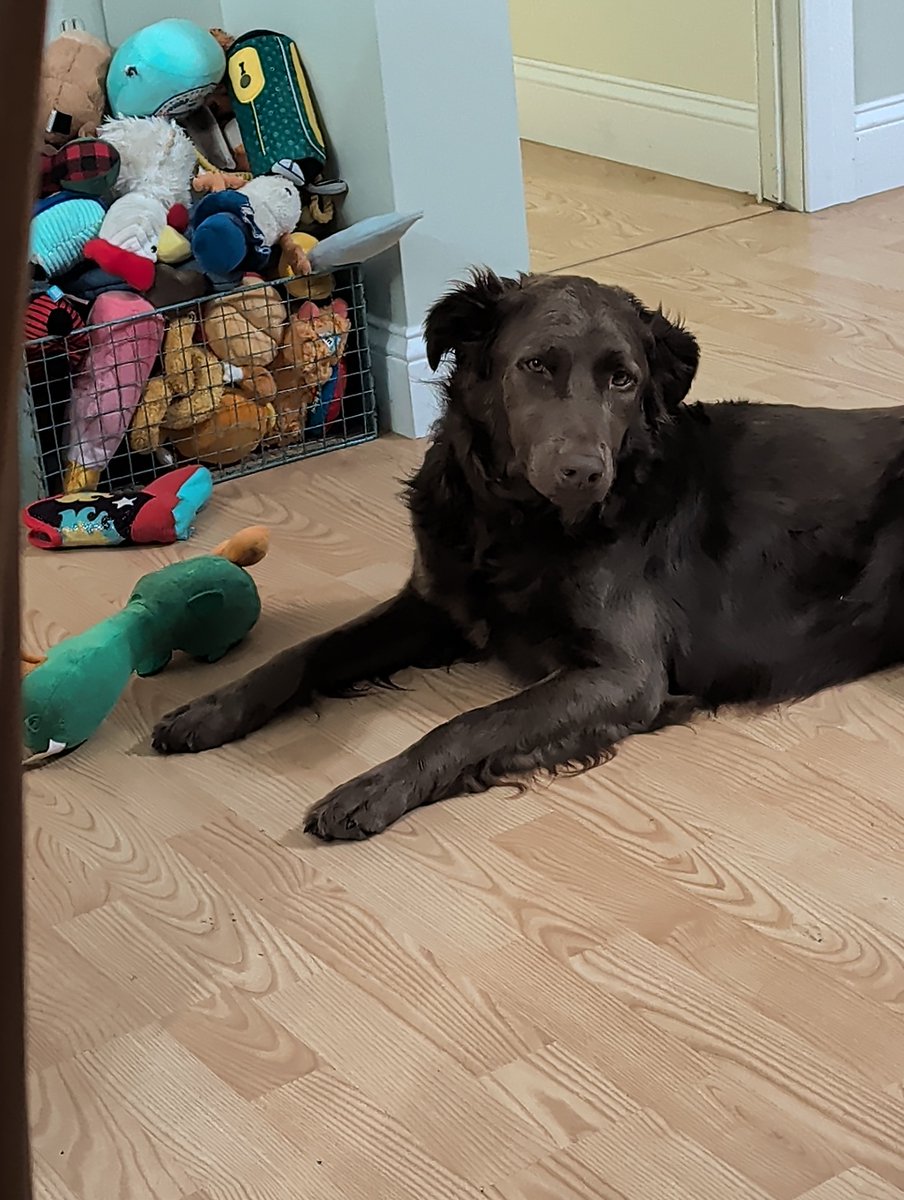 kaitlavin's tweet photo. @allisonology @sloppenheimer Chilling next to her insane basket of toys https://t.co/KDpVkQxoj7