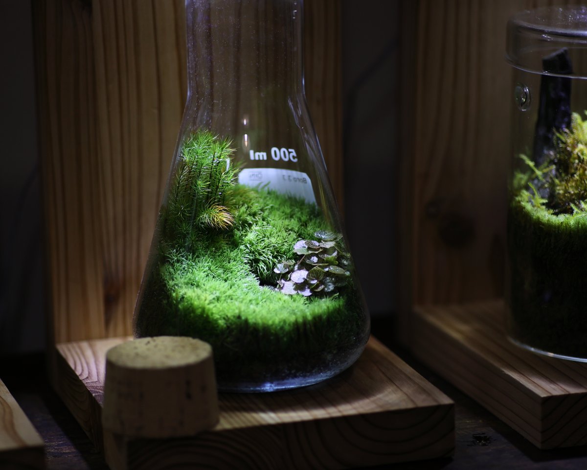kinocorium's tweet photo. きのこリウムシーズン、まもなく！！
苔の状態もいい感じに仕上がってます。 https://t.co/hhlphOqklJ