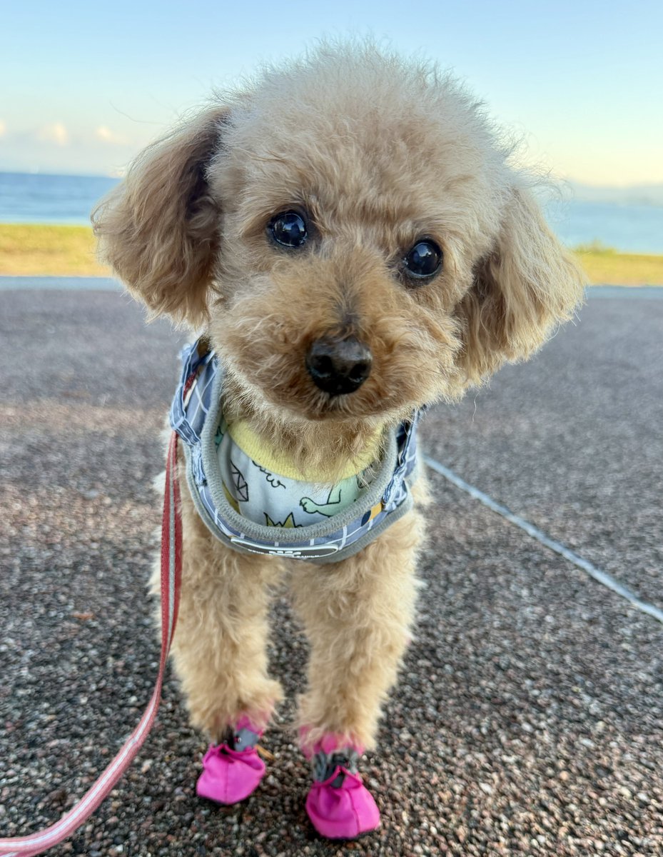 T2Rf7's tweet photo. 13歳シニア犬、1.7kmおさんぽ🐾

海を見ながら
てくてく、てくてく🌊

ピンクの靴を履いて
今日も元気に歩いてます👟💕

13歳になっても
おさんぽが大好き🐶🐾

ちょっとおすまし顔のここあ😂

……っていうか、

13歳に見えないよね？🥹💕

毎日見てる私が言うのもなんだけど…

やっぱり、うちの子かわいいなぁ🤣💗

今日も親バカ全開です😂🐶🍀

#トイプードル #シニア犬