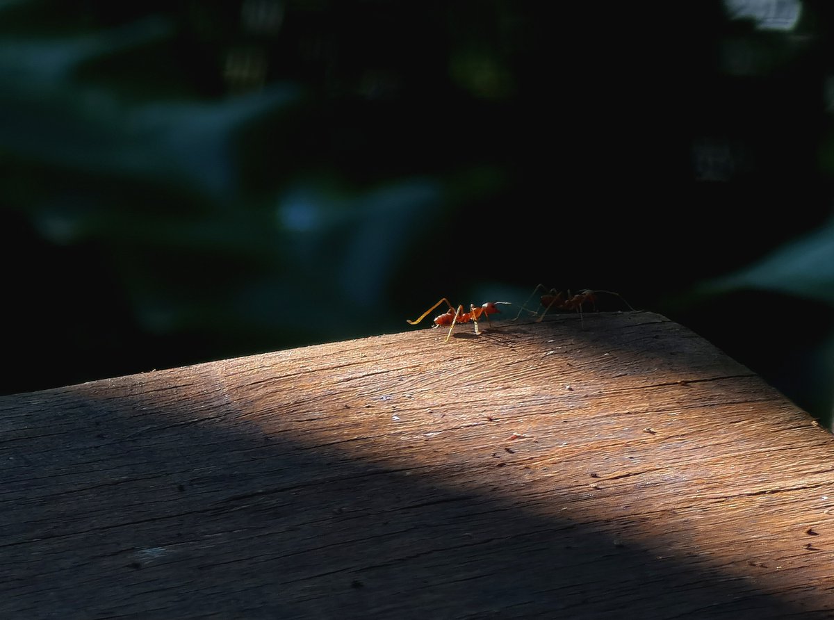mS3734f0Hv4Zs3B's tweet photo. [Today I stepped on a tiny ant by accident—oops, it’s stuck in the gap of a cracked bench!]， https://t.co/YQjBmxoZBs