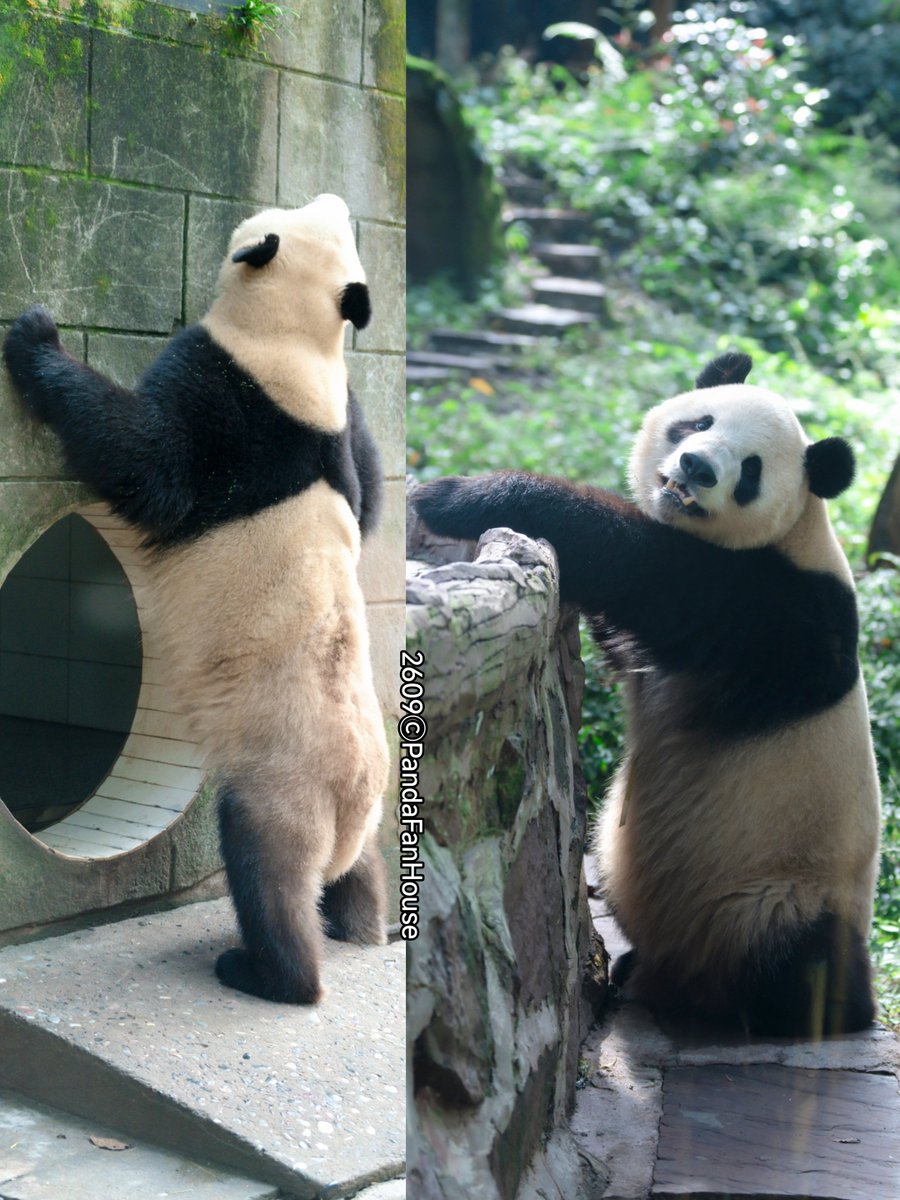 PandaFanHouse's tweet photo. 昨日初日展示のシャオシャオが人気の的で💥、壁に手をついて立ってる2枚の写真を撮ったよ😍。上野時代より背ぇ伸びた😍？おはよう！🤗
📷260929Ya'an碧峰峡ⒸPandaFanHouse https://t.co/h8l1ORO8QI