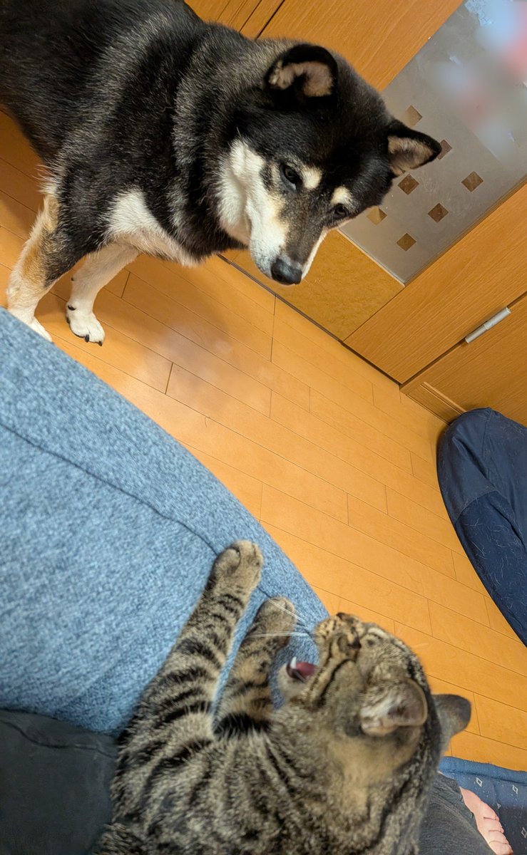 yurucelilife's tweet photo. 近づきすぎて、「シャー」って言われた時の犬の顔🤣 https://t.co/BXjdc4EX8K