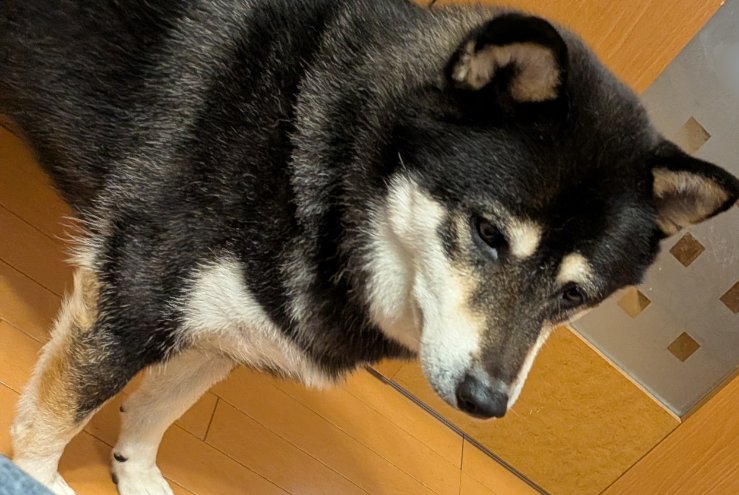yurucelilife's tweet photo. 近づきすぎて、「シャー」って言われた時の犬の顔🤣 https://t.co/BXjdc4EX8K