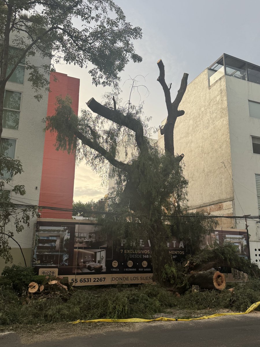 revuelta2020's tweet photo. @LuisMendozaBJ Que pasó? Logro la inmobiliaria tirar el árbol, que pena da @LuisMendozaBJ @supercivicosmx @BJAlcaldia Enrique rebsamen esq san Borja https://t.co/SrFCIUmZBo