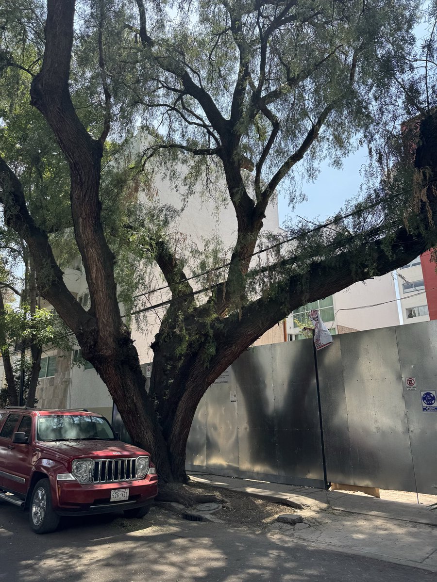 revuelta2020's tweet photo. @LuisMendozaBJ Que pasó? Logro la inmobiliaria tirar el árbol, que pena da @LuisMendozaBJ @supercivicosmx @BJAlcaldia Enrique rebsamen esq san Borja https://t.co/SrFCIUmZBo
