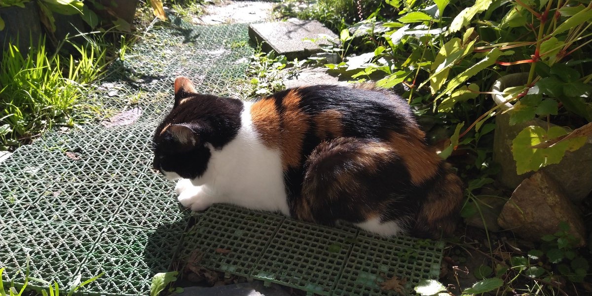 skatefactory3's tweet photo. 今日の日溜まり朝猫さん。今朝は10℃近くまで気温下がったようでかなーり寒い。 #猫 https://t.co/e7ehxLVKMb