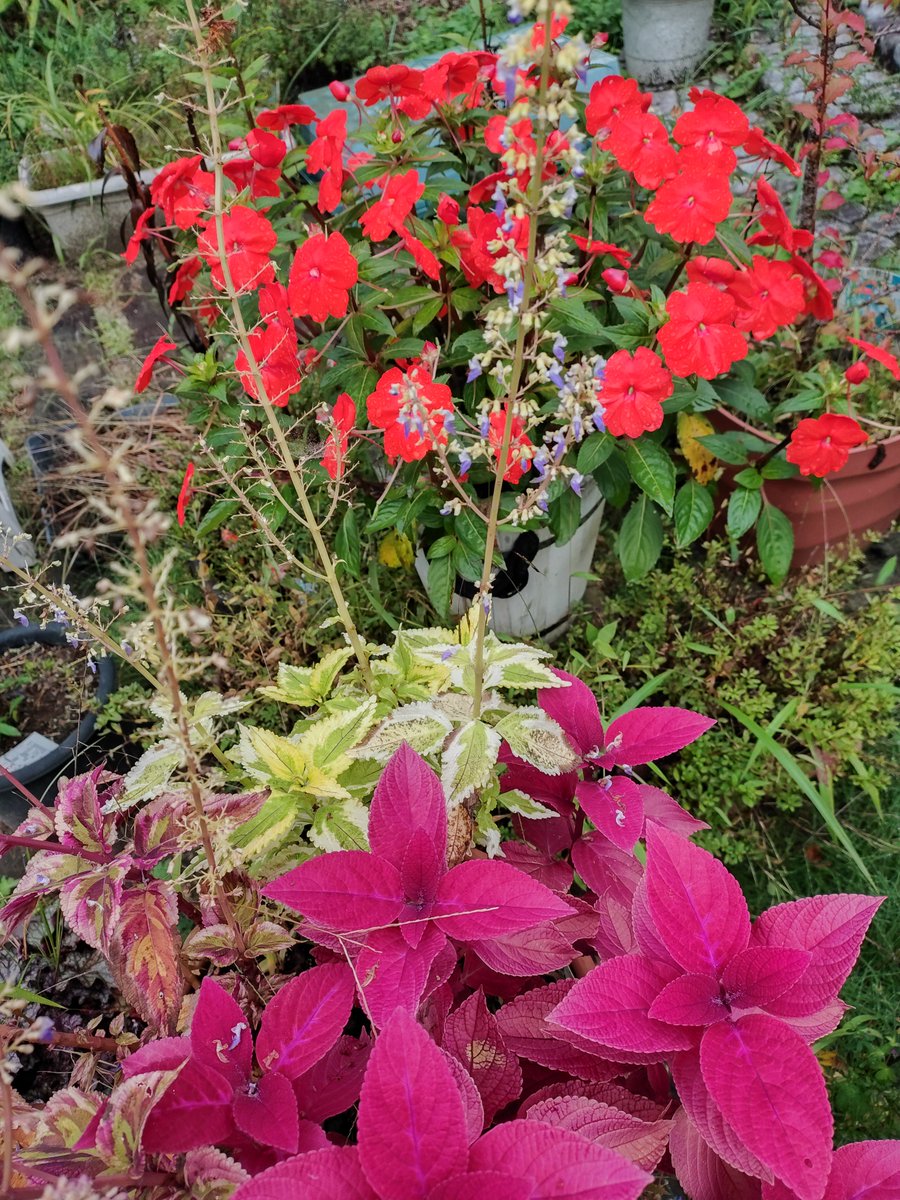s9JSXR4XAM6DoUd's tweet photo. 我が家の花シリーズ🎉コリウスです塔状に小さな花💮一つ一つはカワイイ花❗朝晩が寒くなって来ました😭室内でもフリースのベスト😭秋晴れが待ち遠しい‼️連日アジア大会の報道❗漢字圏の名前日本語読みをそろそろ替えませんか❔和製英語と同じで世界に通じません😭個人へのリスペクトが欠けているのでは https://t.co/X3xrgmz6nI