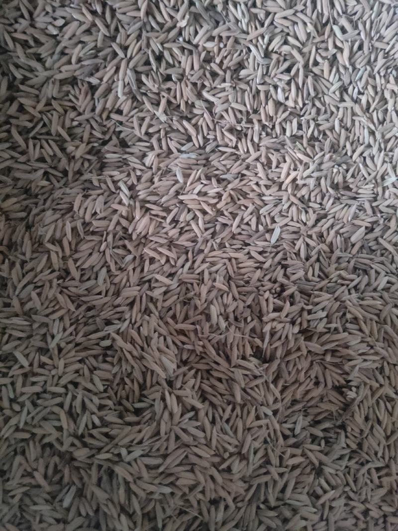 ramon_ridge_6ff's tweet photo. This super glutinous rice is 锰粘稻, with sticky texture and rich nutrients! Try this unique variety for delicious meals!， https://t.co/E7dCn6SfKD