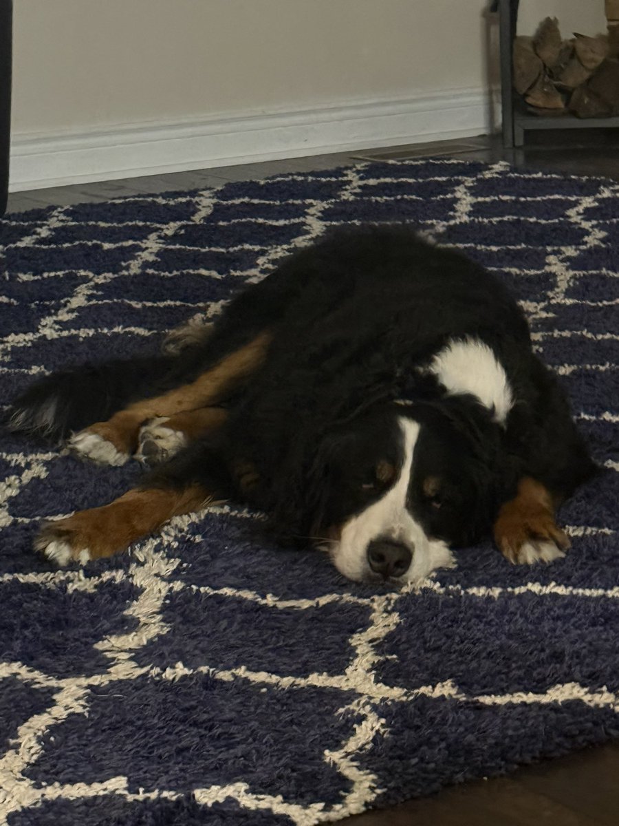 residentkaia's tweet photo. guys she’s so sleepy :( 🩷 https://t.co/yr6VYleYXQ