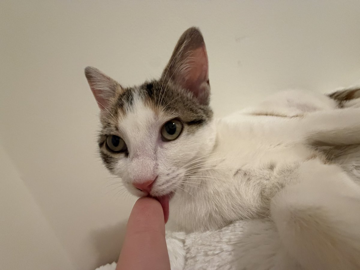 bonyemii's tweet photo. my kitten so cute ugh https://t.co/EksxxEiYNy