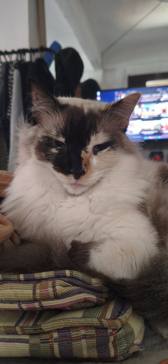 nuvemff's tweet photo. my cat https://t.co/FH8FzJSMEL