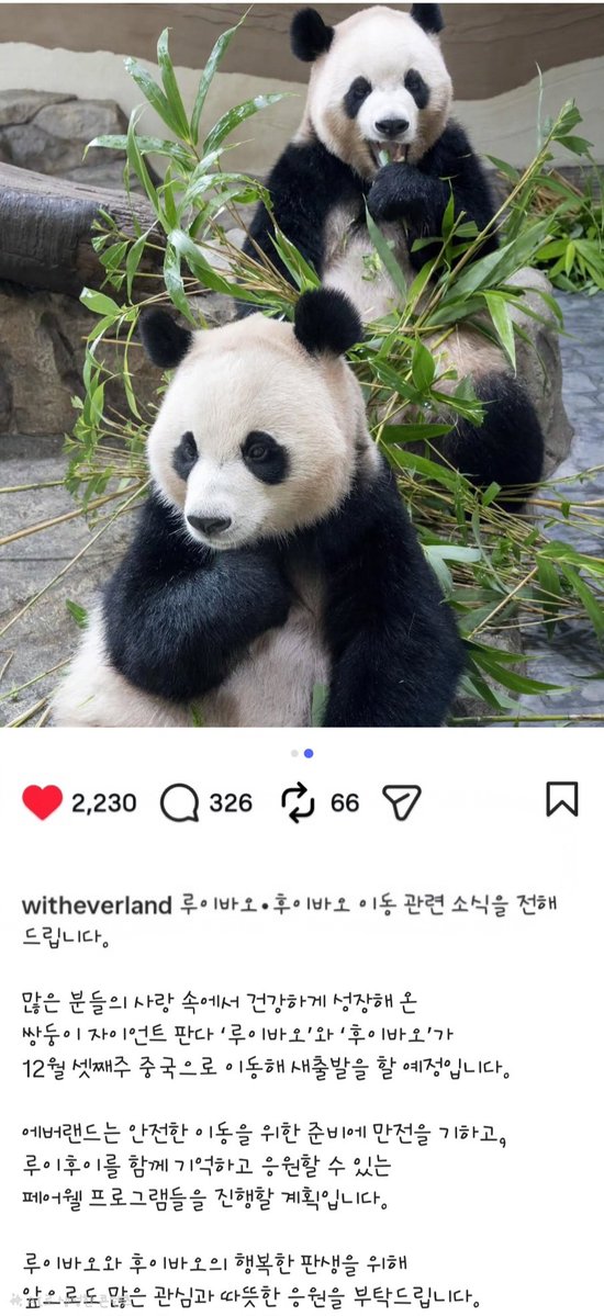 deameglow21's tweet photo. #루이후이 #루이바오 #후이바오 #Ruibao #Huibao 

너무 빠르다
빠를거라 했어도 새해는 맞이하고 보낼 줄 알았는데
후이 아직도 80키로 조금 넘는데 
아 진짜 https://t.co/UwajaogOS6
