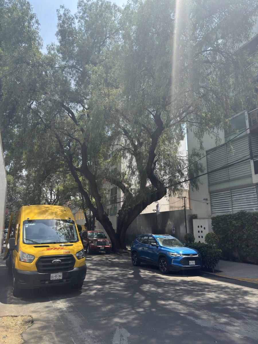 revuelta2020's tweet photo. @LuisMendozaBJ Y el árbol de Rebsamen y san Borja por qué lo cortaron? Apoco una empresa privada dictamina que si se puede! la publicidad de la inmobiliaria ya te lo vendía sin árbol @BJAlcaldia @ClaraBrugadaM @supercivicosmx @LuisMendozaBJ el árbol no estaba muerto https://t.co/AE6xa7MacO