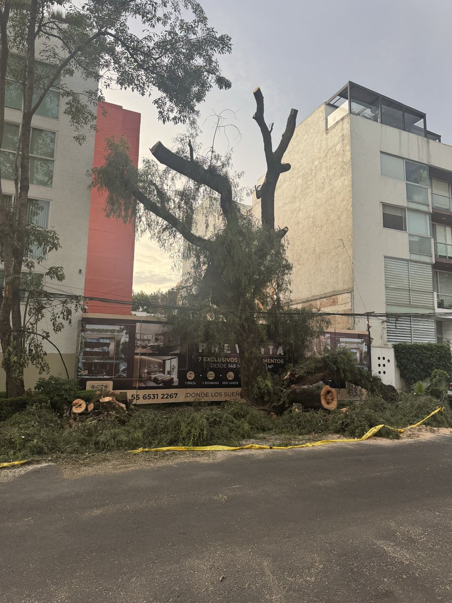 revuelta2020's tweet photo. @LuisMendozaBJ Y el árbol de Rebsamen y san Borja por qué lo cortaron? Apoco una empresa privada dictamina que si se puede! la publicidad de la inmobiliaria ya te lo vendía sin árbol @BJAlcaldia @ClaraBrugadaM @supercivicosmx @LuisMendozaBJ el árbol no estaba muerto https://t.co/AE6xa7MacO