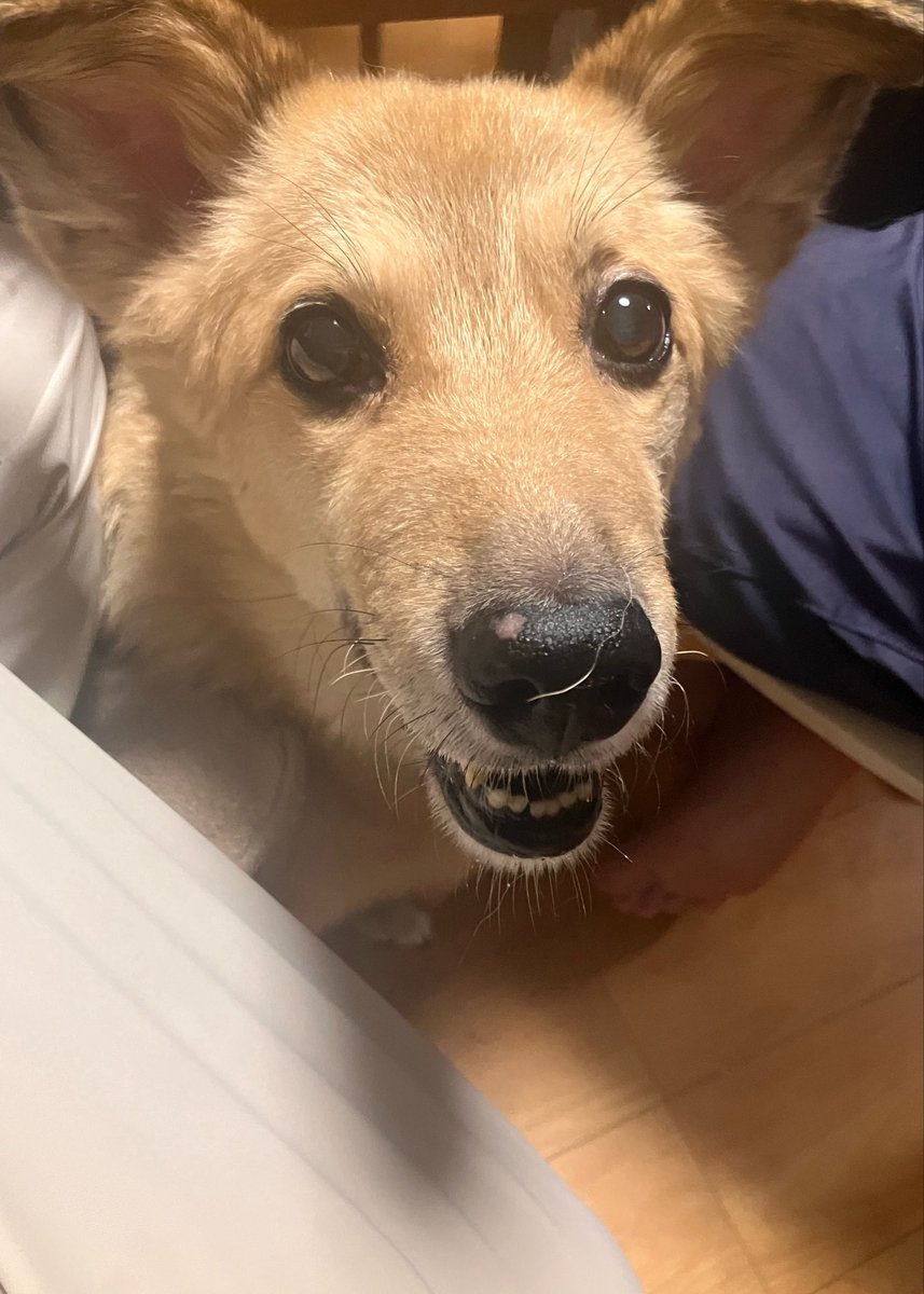 sh_afro's tweet photo. 引越しが理由でもきちんと里親募集ならよくない？としか思わん。それは「捨てる」ではないやん。軽々しくなら文句いいたくなるのもわかるが体壊して職も無くして手を尽くしても仕方がなくとかならそれしかないやん。事情はわからんし。

うちのも家族の病気がとかで募集されててうちにきましたが？ https://t.co/2XOMWPVWPk