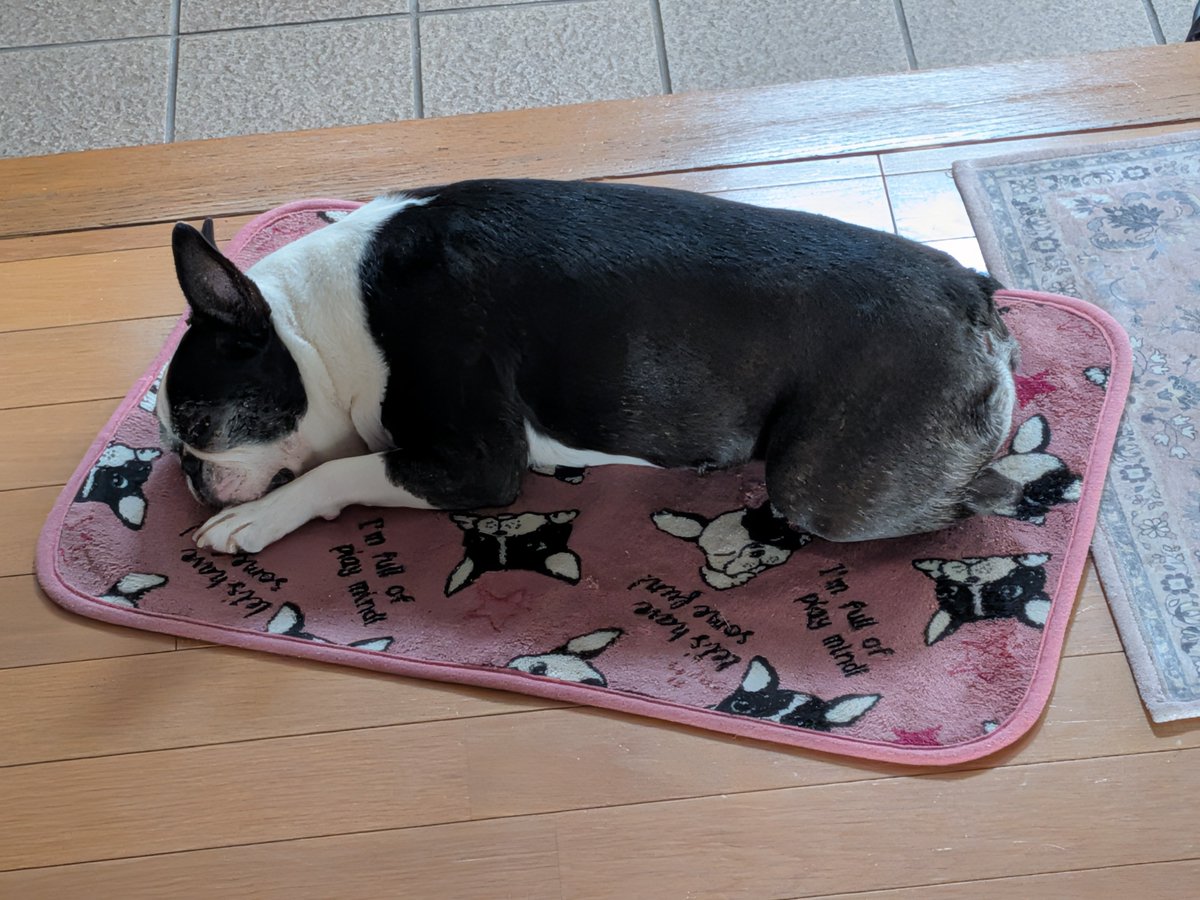 inotinn's tweet photo. 番犬(ﾉｼ ‘ω’)ﾉｼ ﾊﾞﾝﾊﾞﾝ https://t.co/V9qWhjj4xn