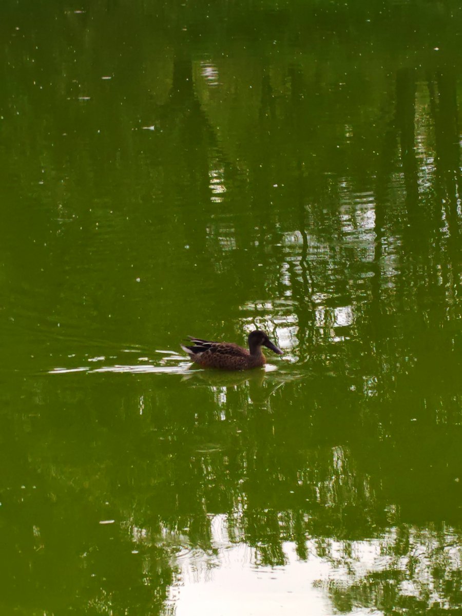 C_Ahuizotl's tweet photo. El pato con cucharón ya llegó al tezozomoc.
Es una de las muchas aves migratorias que podemos ver en la CDMX, en plena zona urbana, por eso los parques son importantes para la fauna migratoria y residente, lástima que el tezozomoc solo lo volteen a ver para sus eventos. https://t.co/7o8OJVzd3z