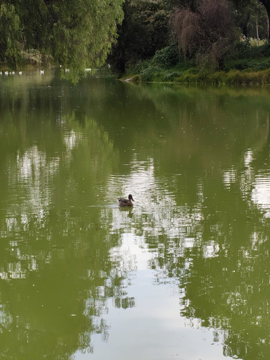 C_Ahuizotl's tweet photo. El pato con cucharón ya llegó al tezozomoc.
Es una de las muchas aves migratorias que podemos ver en la CDMX, en plena zona urbana, por eso los parques son importantes para la fauna migratoria y residente, lástima que el tezozomoc solo lo volteen a ver para sus eventos. https://t.co/7o8OJVzd3z