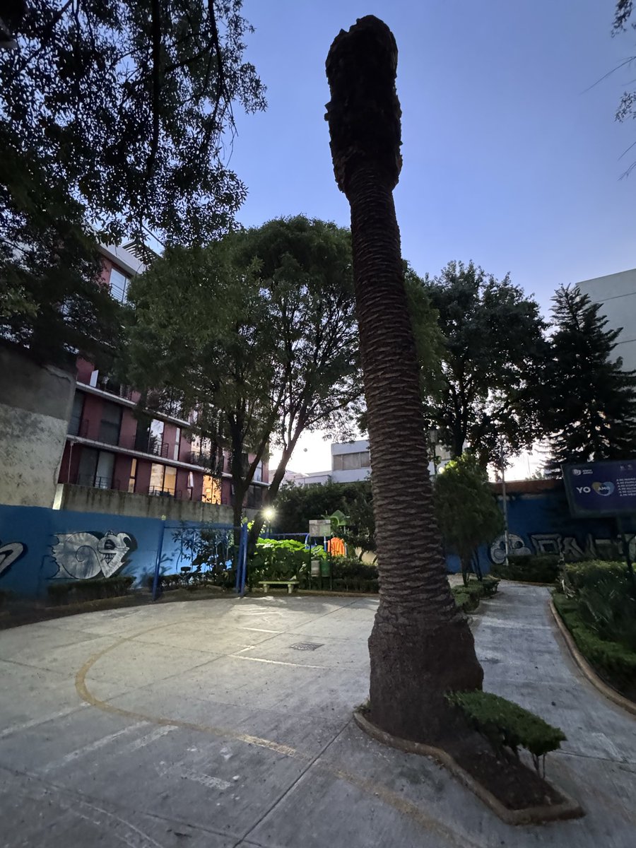 revuelta2020's tweet photo. @LuisMendozaBJ Y en el parque de la vuelta, en pestalozzi el de CrciCri, donde juegan niños hay una palmera muerta secándose y esa no la tiran, buen trabajo @LuisMendozaBJ @BJAlcaldia @supercivicosmx @ClaraBrugadaM https://t.co/riBgD2CXp4