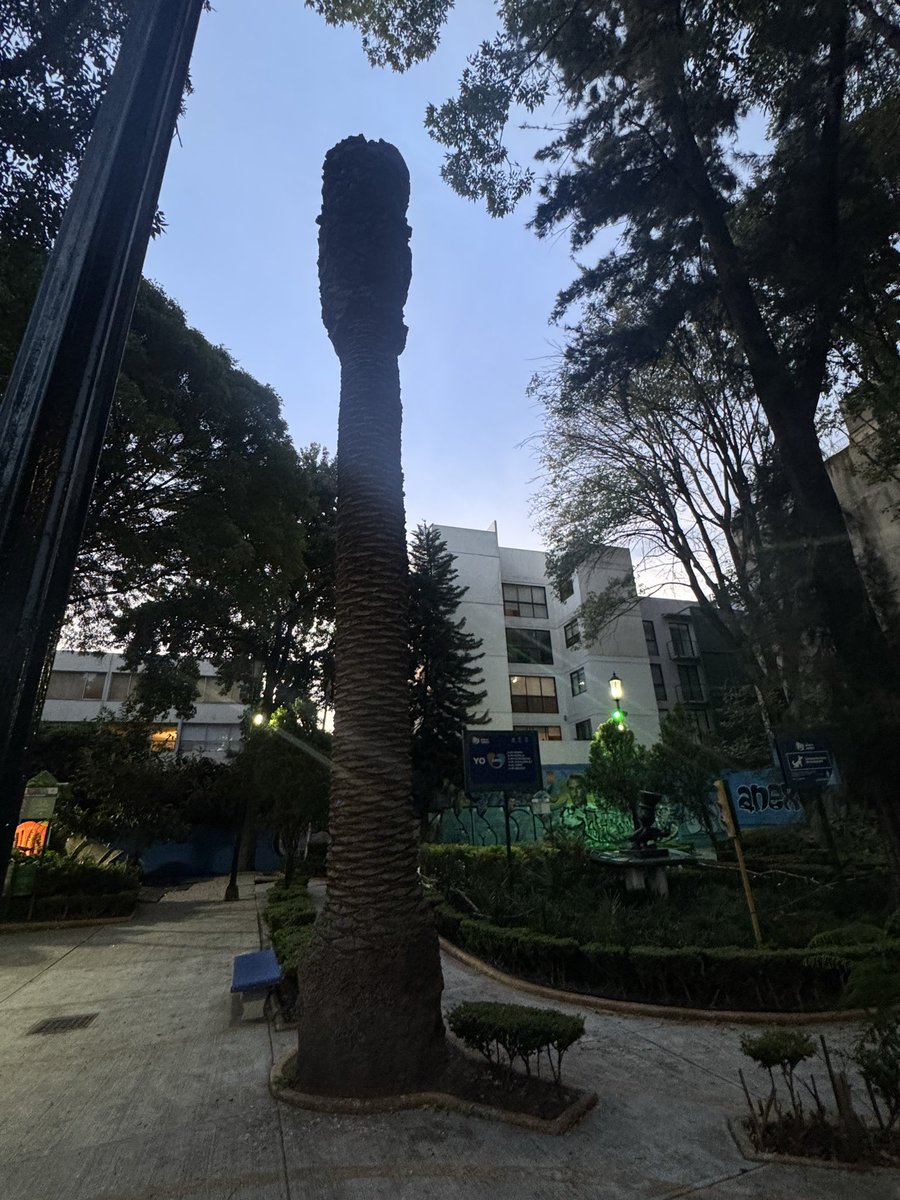 revuelta2020's tweet photo. @LuisMendozaBJ Y en el parque de la vuelta, en pestalozzi el de CrciCri, donde juegan niños hay una palmera muerta secándose y esa no la tiran, buen trabajo @LuisMendozaBJ @BJAlcaldia @supercivicosmx @ClaraBrugadaM https://t.co/riBgD2CXp4