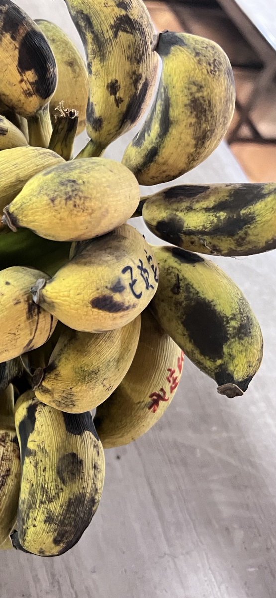 JR77583461's tweet photo. I’m annoyed by the rough oval millet banana. https://t.co/K4Kzv0BRsI