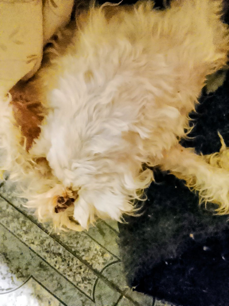mujersina's tweet photo. Amigos así están los pobres perros  me siento tan impotente, mañana ya el veterinario me va tener todo un tratamiento para 20 animalitos que no va estar barato y no me alcanza, #AyudaAnimal por favor 🙏🏻🙏🏻🙏🏻 ya acabó abruptamente la temporada de Lo Que Callamos Las Suegras así que ando desempleada ¡Qué miedo! #URGENTE 🥹🥹🥹🥲🥲🥲😭😭 @AM0LasMascotas
@FundacionToby @AyudarAnim94901 @perrostristes