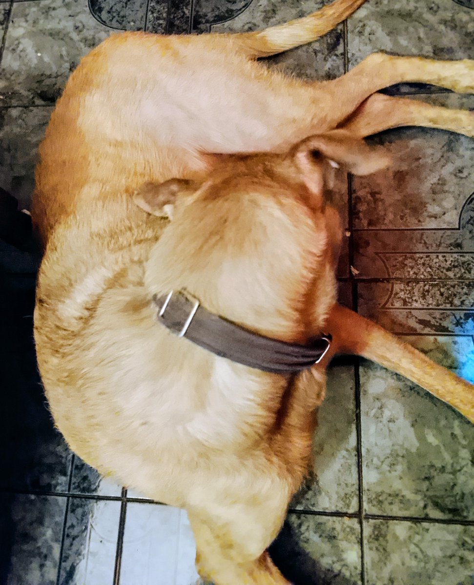 mujersina's tweet photo. Amigos así están los pobres perros  me siento tan impotente, mañana ya el veterinario me va tener todo un tratamiento para 20 animalitos que no va estar barato y no me alcanza, #AyudaAnimal por favor 🙏🏻🙏🏻🙏🏻 ya acabó abruptamente la temporada de Lo Que Callamos Las Suegras así que ando desempleada ¡Qué miedo! #URGENTE 🥹🥹🥹🥲🥲🥲😭😭 @AM0LasMascotas
@FundacionToby @AyudarAnim94901 @perrostristes
