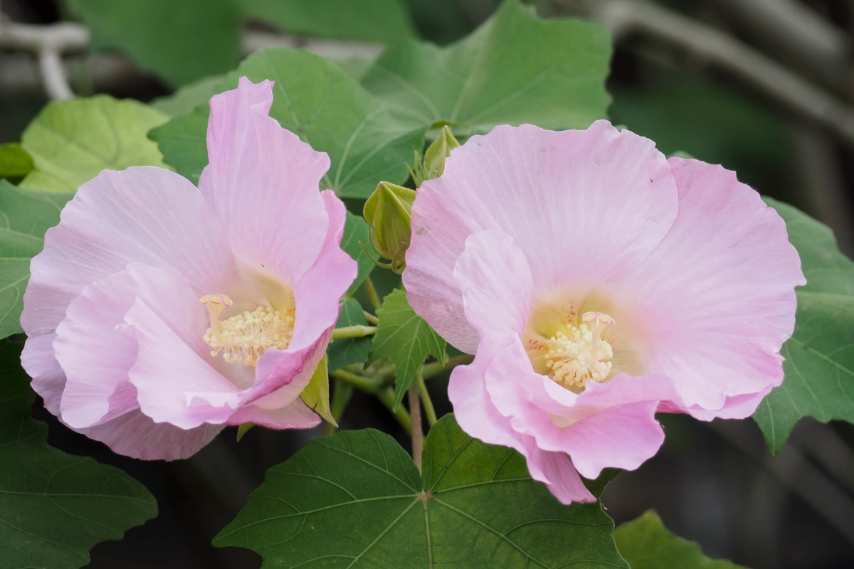 kai_umihito's tweet photo. おはようございます。
夕方の酔芙蓉
#TLを花でいっぱいにしよう #たからさがし #キリトリセカイ #ファインダー越しの私の世界ᅠ https://t.co/kdbMaK1L8T