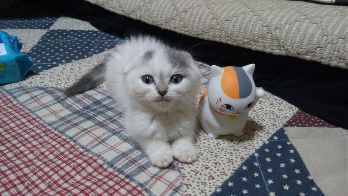 shellyK0310's tweet photo. おはようございます😊
　我が家に来てから…月日が流れて
今日は　ウッディの15回目の
　誕生日🎂です💕💕🎂
ウッディ　おめでとう
これからも元気でいてね💝 https://t.co/rBERyVpfud