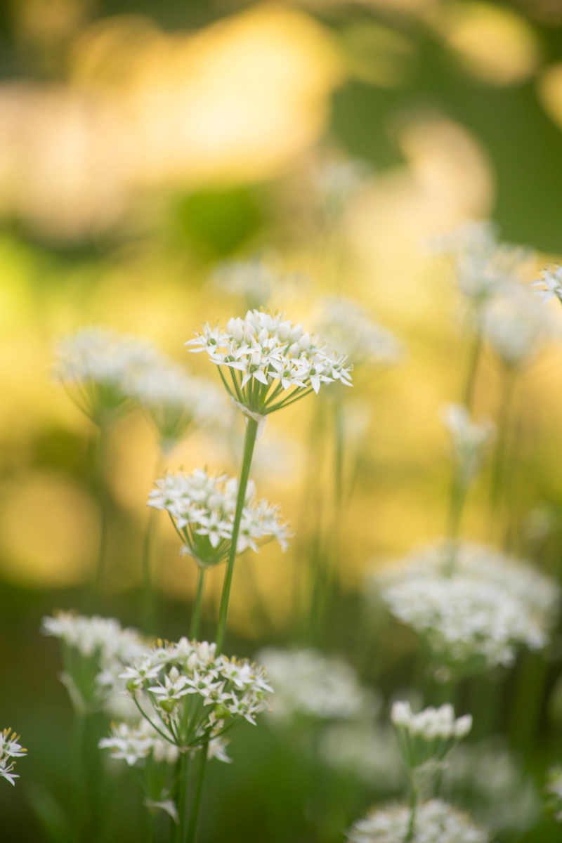 kai_umihito's tweet photo. にらの花
#TLを花でいっぱいにしよう #たからさがし #キリトリセカイ #ファインダー越しの私の世界ᅠ https://t.co/UoNzyyuR2T