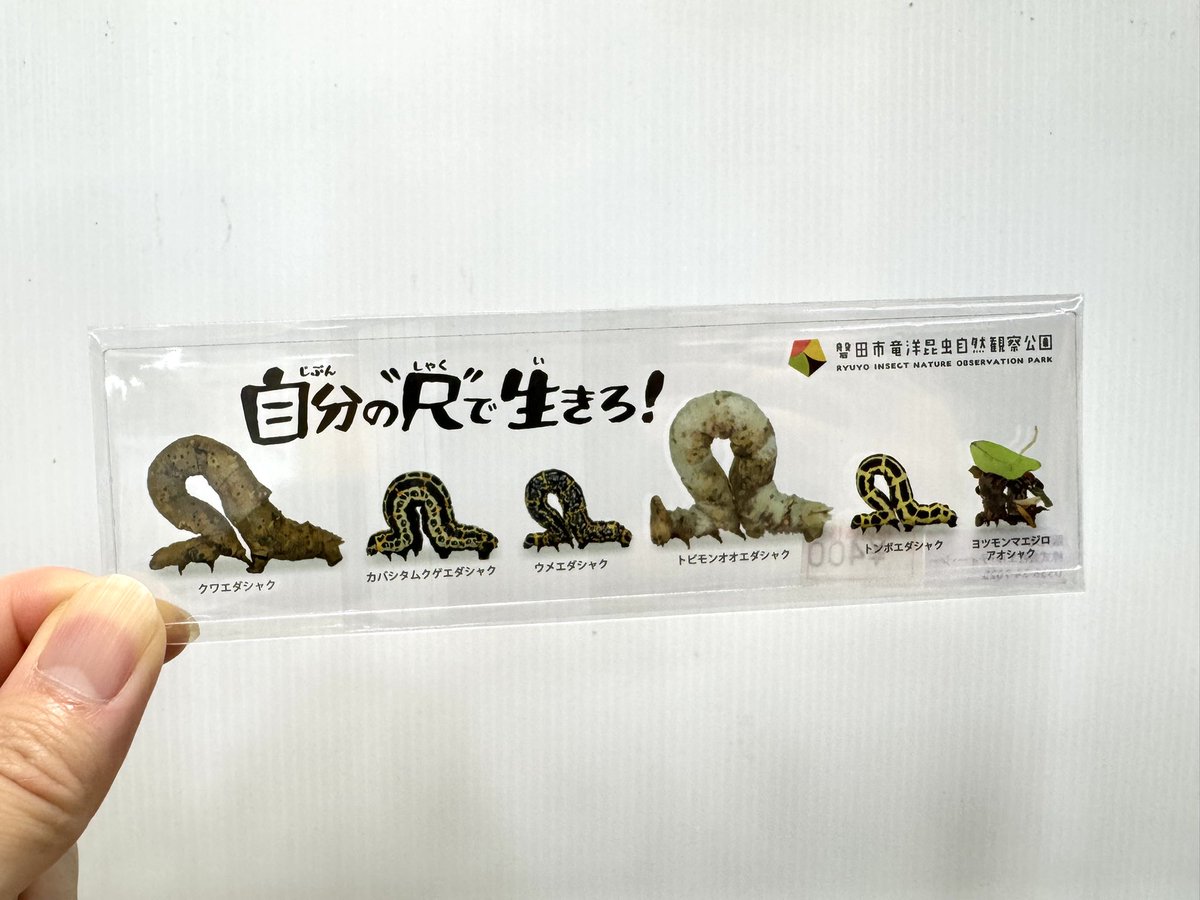 _ryukon's tweet photo. 発売後すぐ完売となったため重版した「自分の尺で生きろ定規」ですが、またも在庫切れに！なんて人気だ！ https://t.co/9LHujwq6yY