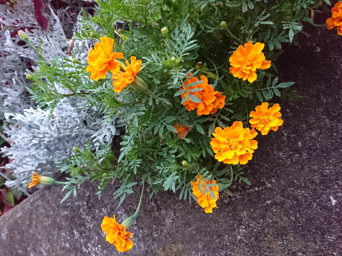 2kosumosu2's tweet photo. #見つけたもの
#花
#写真 https://t.co/WkW08GjUUN