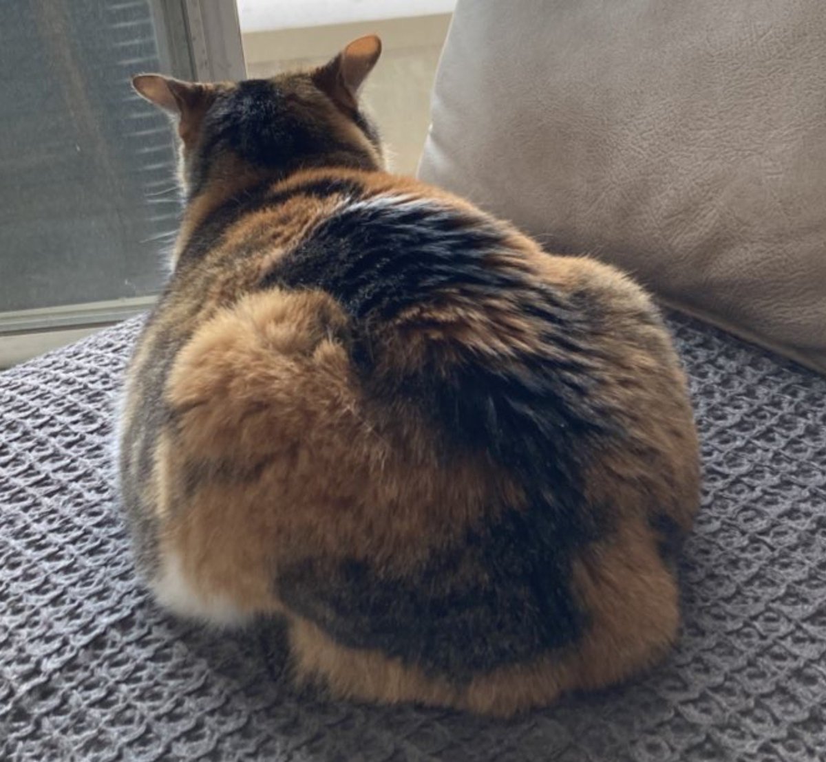 posan_popopon's tweet photo. 猫の全力さんとあのこ https://t.co/FcyEo8SrbO