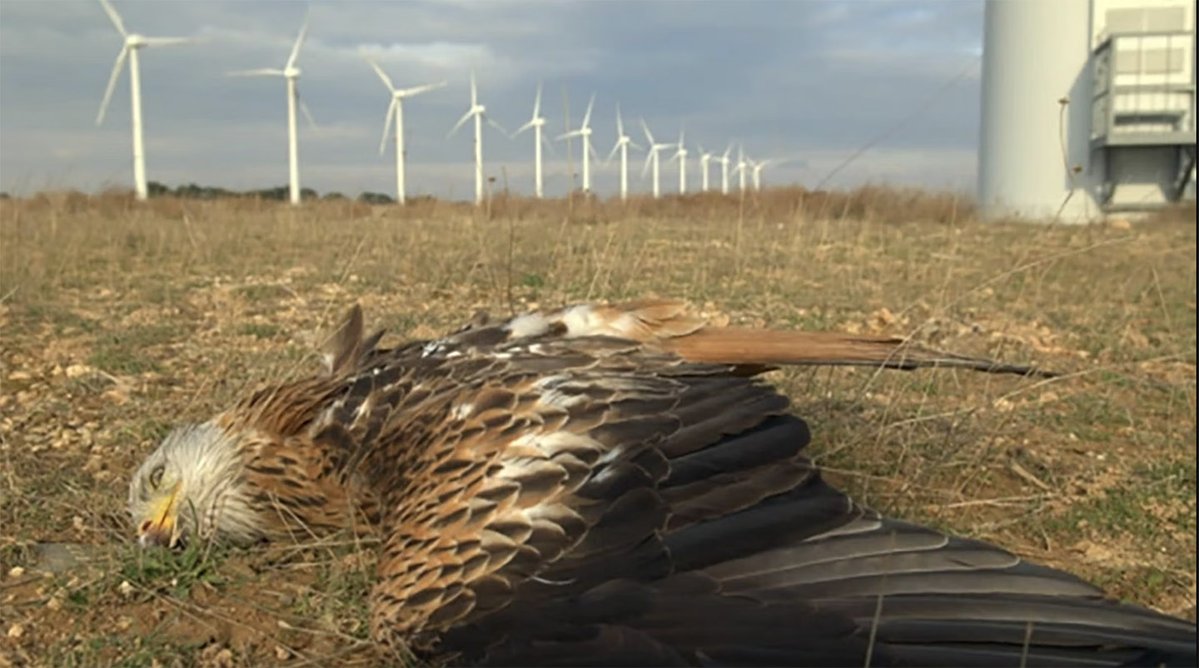 GrrrGraphics's tweet photo. Wind turbines are a disaster- ugly, ruins the natural beauty of our land, not to mention they make a terrible noise and kill our beautiful eagles and birds...and if installed at sea, mess up the whales location detection. https://t.co/XG0q2M7gV5