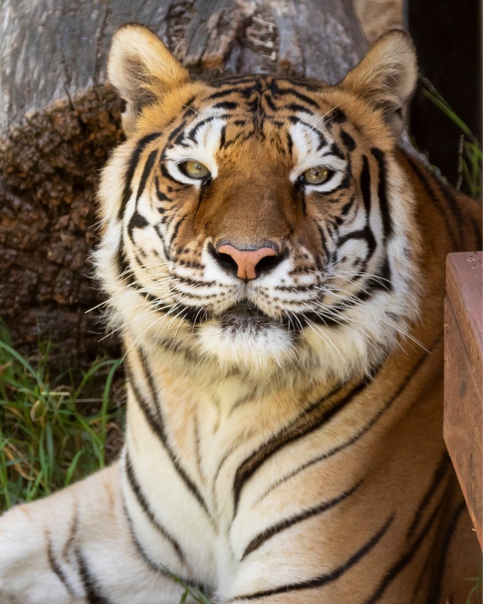 oakzoo's tweet photo. Sitara casually slaying per usual ⭐ #nofilter

Keepers report that her days are filled with new experiences and she has been adjusting very well to her new home. We're honored to give her the care and peace she has always deserved. 🫶
 
📸: Laurie Kenny, Animal Care Volunteer https://t.co/eiqfr0WScy