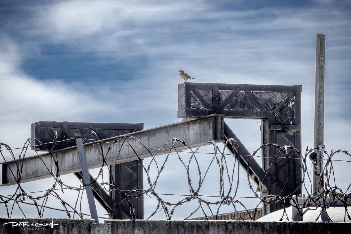 pataeizmendi's tweet photo. El Pájaro canta hasta morir .
#fotografia #fotografosuruguayos #uruguay #worldphotography #fotoreportaje #streetphotography #photography #urbanphotography #Fotoreportero #photojournalist #fotografoslatam #people_infinity_ #fotoperiodismo #exploretheworld #documentaryphotography #great_capture_people #nikon #fotoperiodismouruguay
#Nikon #peraphotogallery