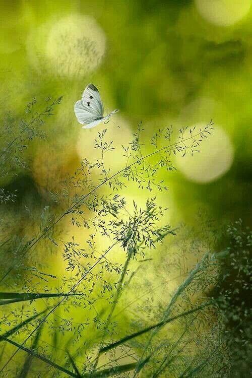 Subhakasitara_'s tweet photo. *اے ہمارے مہربان رب!*
ہمارے خالی دامن کو اپنی رحمت سے بھر دے۔
*آمین، یا ربّ العالمین!* 🤲 ❤️
#داستان_دل https://t.co/VIH9pvVPEJ