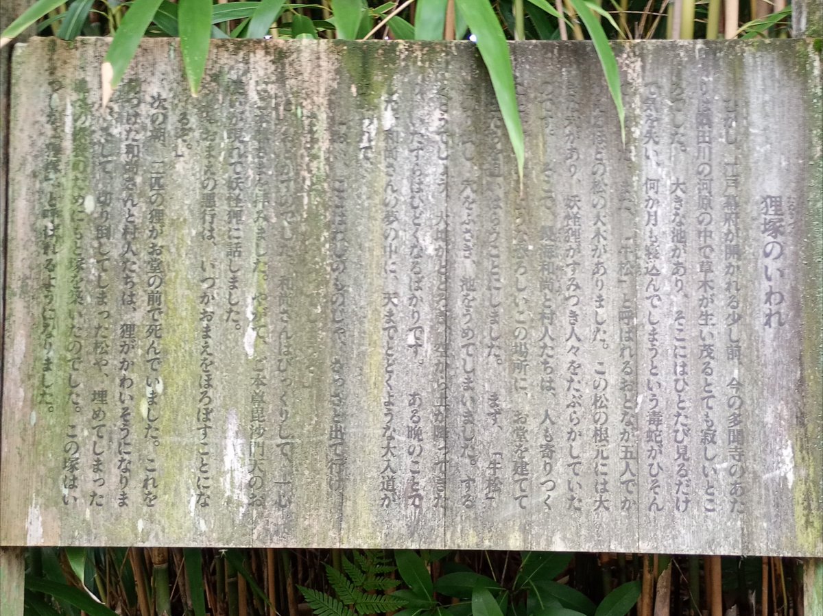 Fridge_0_Empty's tweet photo. 「隅田山吉祥院 多聞寺」②
"狸塚"
江戸以前､多聞寺周辺は鬱蒼とした河原で妖怪狸が住み着く恐ろしい場所だったとか🦝🦇
大入道と化した狸と人間の激烈な争いの結果､本尊である #毘沙門天 (#隅田川七福神)が狸を成敗したという伝承が残ります⚡
その狸たちを供養し祀ったのが #狸塚 🙏 https://t.co/9zoaD8SMKJ