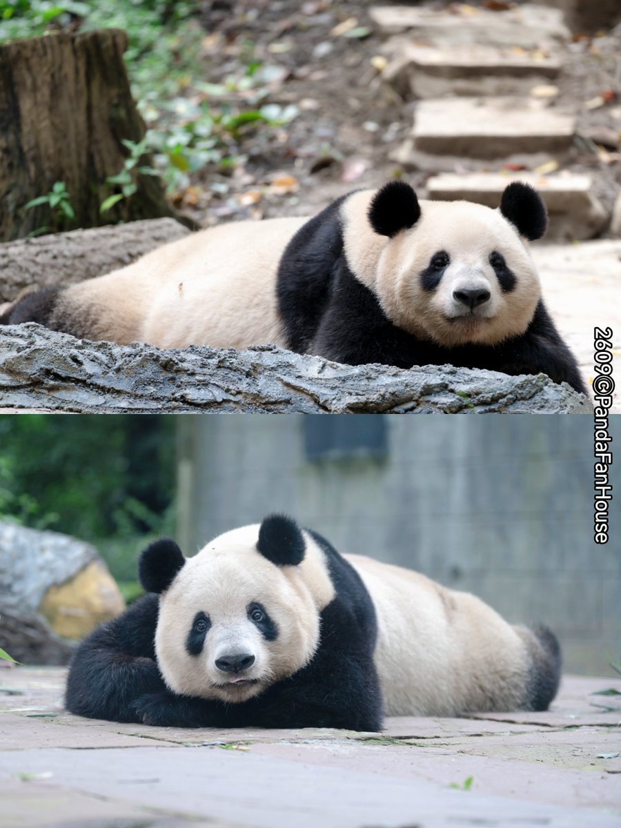 PandaFanHouse's tweet photo. 昨日レイレイが伏せて休んでるとこ撮れたよ😍。顔の感じも寝相も、姉のシャンシャンにそっくりじゃない😇？おはよう！🤗
📷260929Ya'an碧峰峡ⒸPandaFanHouse https://t.co/jGiUVmyfim