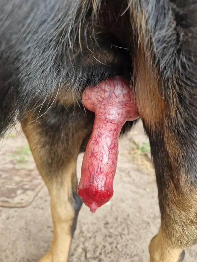 zoopirate44's tweet photo. Zoo mood🐕‍🦺🐶 
Ready to play and drive you wild🍆
Want full experience? 
Ask for menus👆,Dm,Rt or click the follow button to watch my romantic private content only for doglovers 

#man #zoophile https://t.co/DEffjc4WhJ