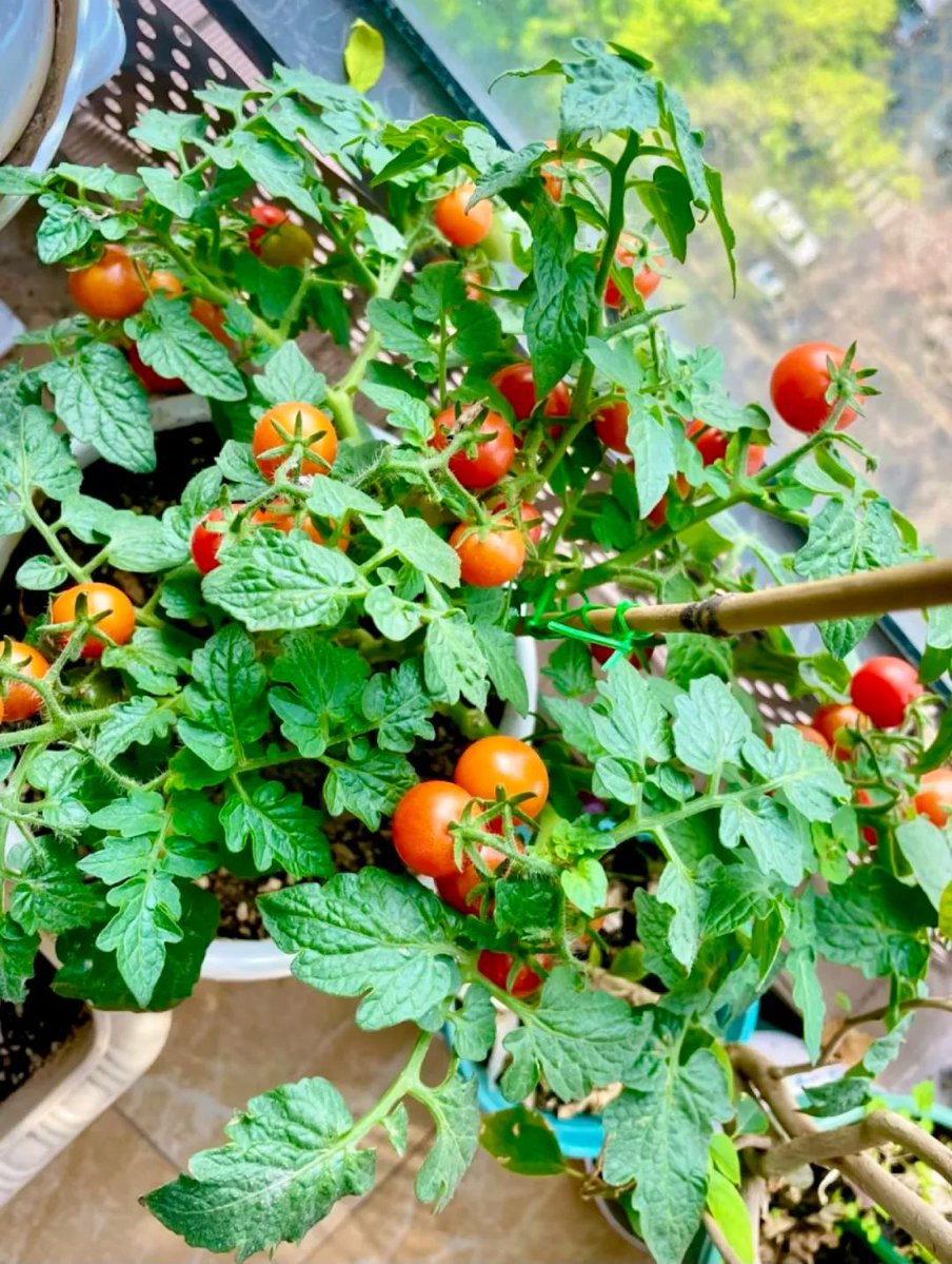 UBagjang's tweet photo. Today I went to the small garden near my home, where I saw a kind old auntie named Gu Lian, she showed me some rare plant species, we chatted happily, I really felt the joy of meeting interesting people. https://t.co/X0LpV29CkE