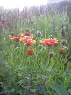 2kosumosu2's tweet photo. #見つけたもの
#花
#写真 https://t.co/DJmec7YlwE