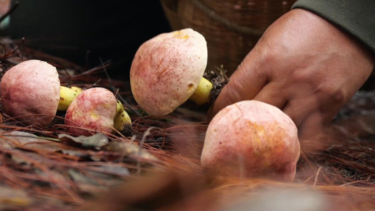 lens_tere29_f2c's tweet photo. [The ancient ape ferments wild fungus in a remote valley, crafting unique flavors rarely tasted before!] https://t.co/pkz8rVOzdJ