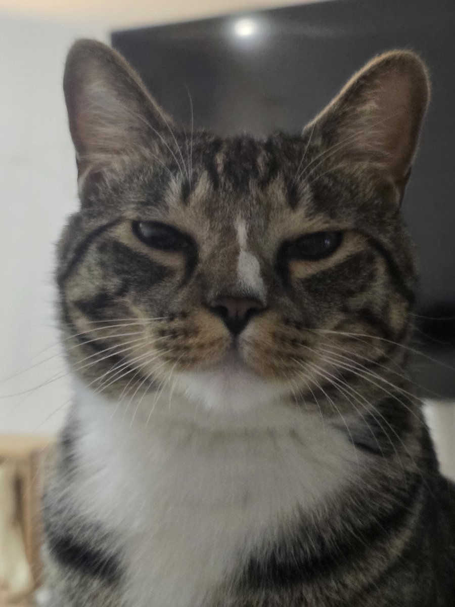 eo_ri_the_cat's tweet photo. 게으르구나 인간아 https://t.co/LRbOHvT4Gt